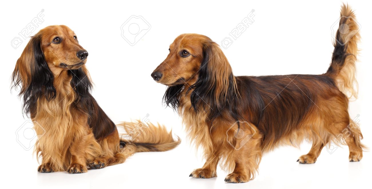 long haired doxie