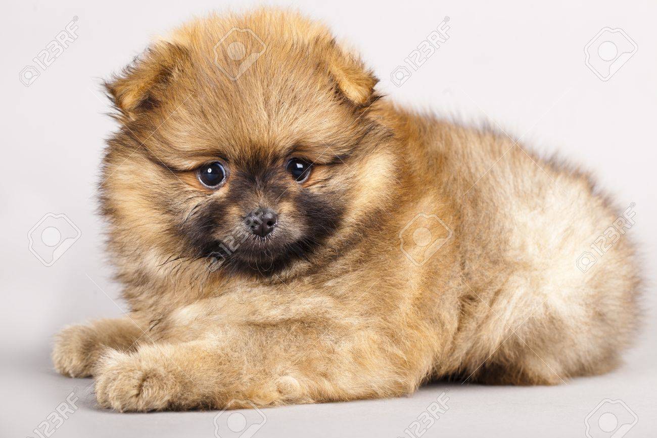 Chiot De La Race Spitz Un Loulou De Poméranie Chien Dans Le Studio