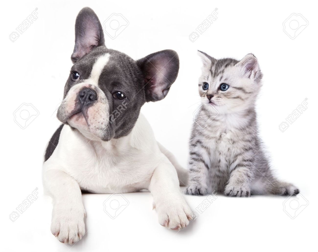 Chat Et De Chien Colombie Chaton Et Chiot Bouledogue Français