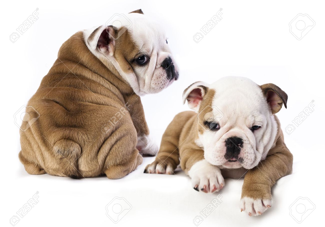 English Bulldog Puppy Stock Photo Picture And Royalty Free Image Image 15779777 English Bulldog Puppy Stock Photo Picture And Royalty Free Image Image 15779777