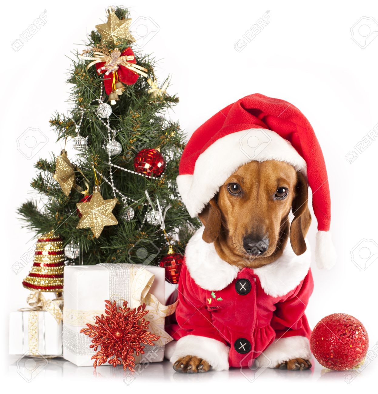dachshund santa hat