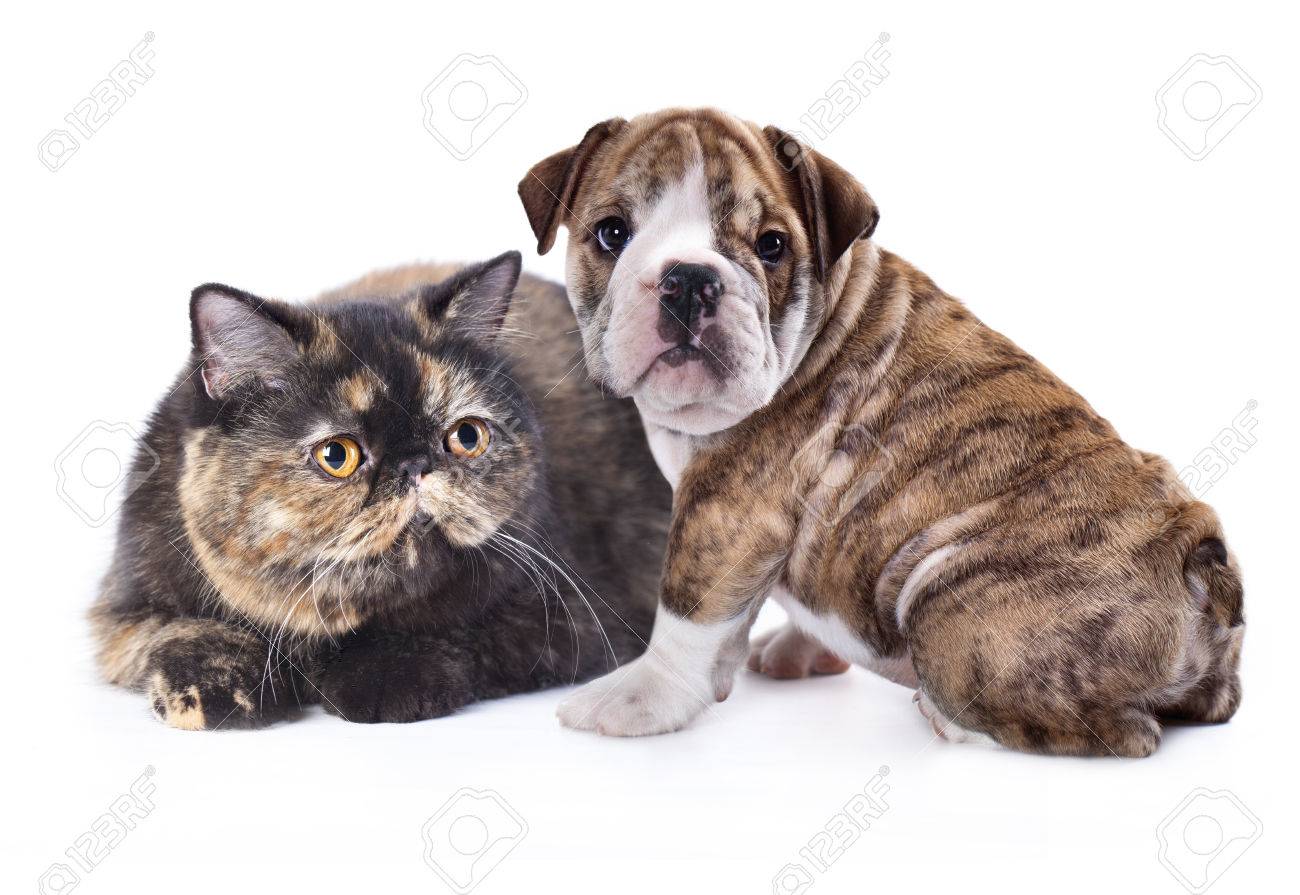 exotic bulldog puppies