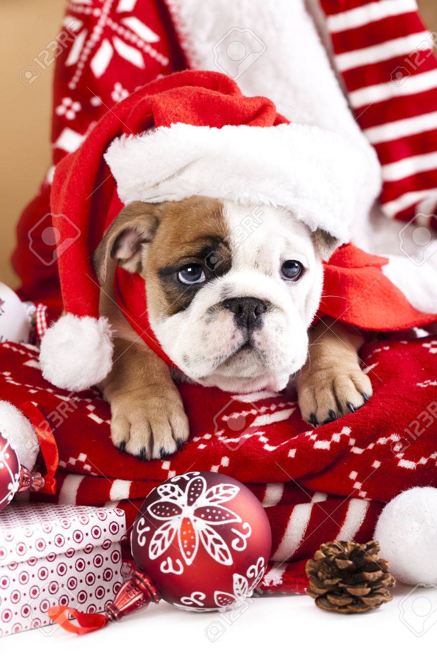 english bulldog christmas