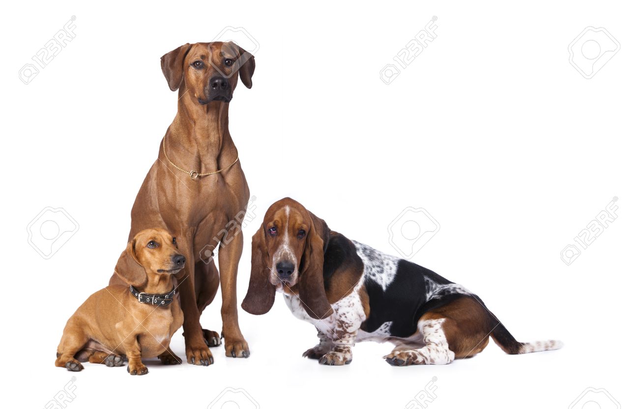 Group Of Dogs Rhodesian Ridgeback Dog Basset Hound Dachshund Stock Photo Picture And Royalty Free Image Image 36865331