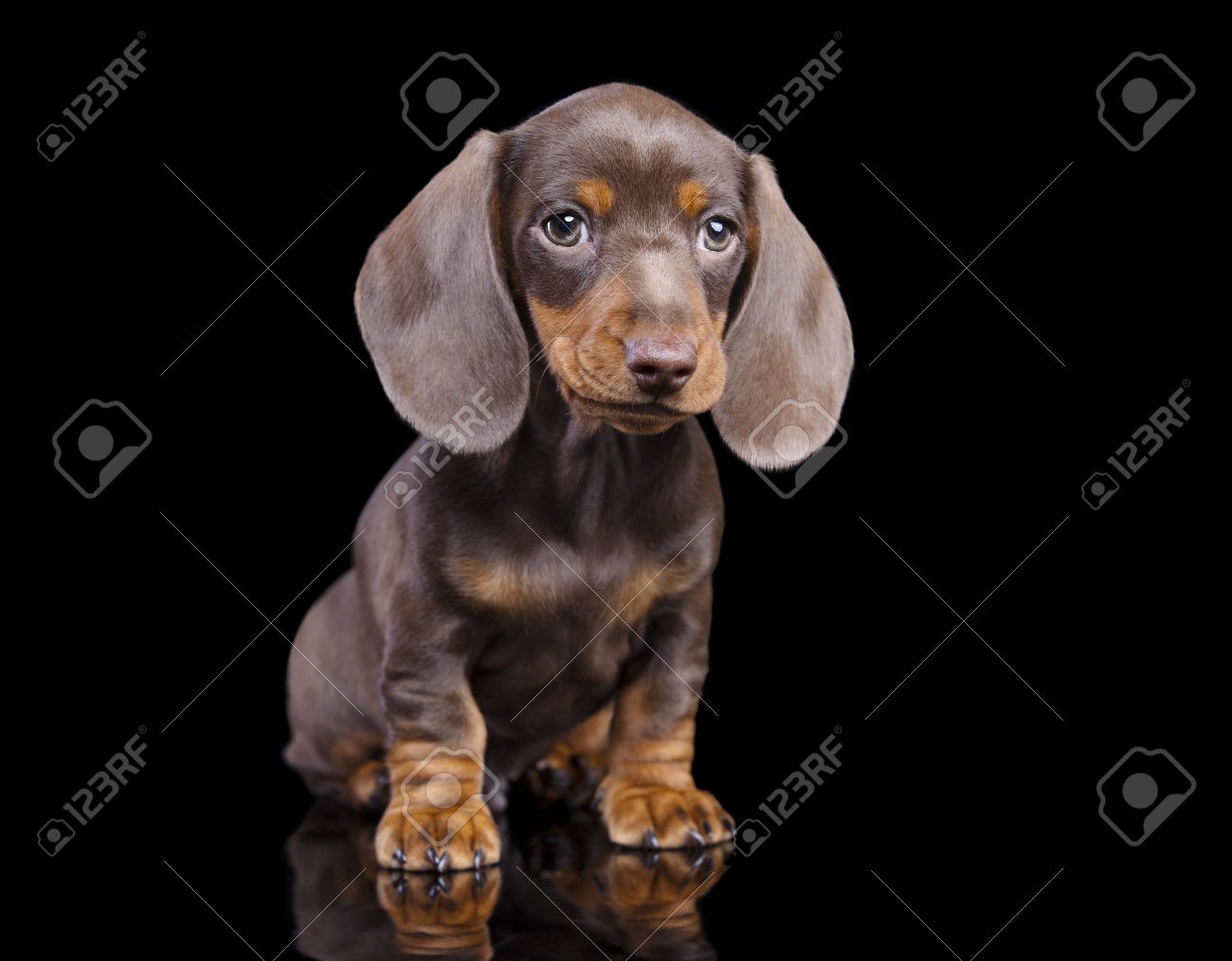 chocolate weenie dog