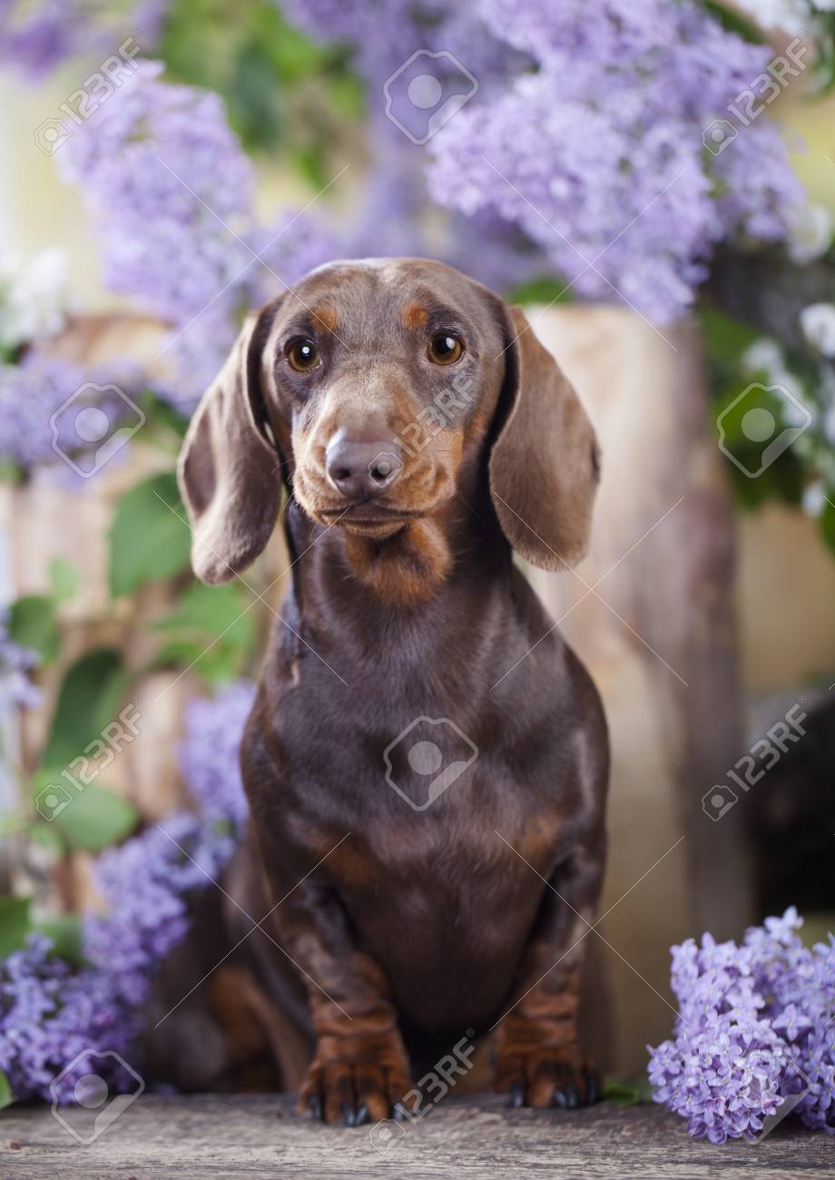 german shepherd herding sheep