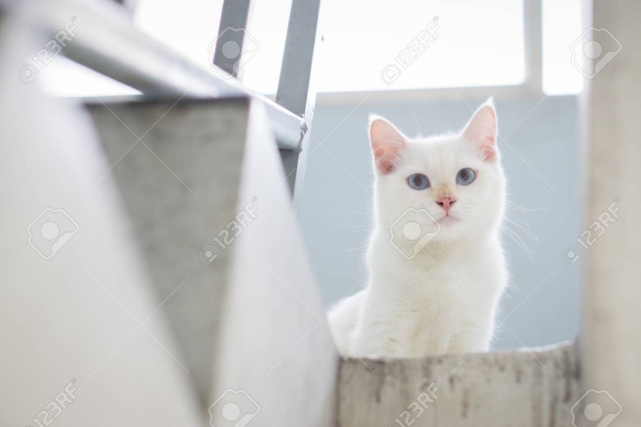etiam-dictum-ipsum-a-felis