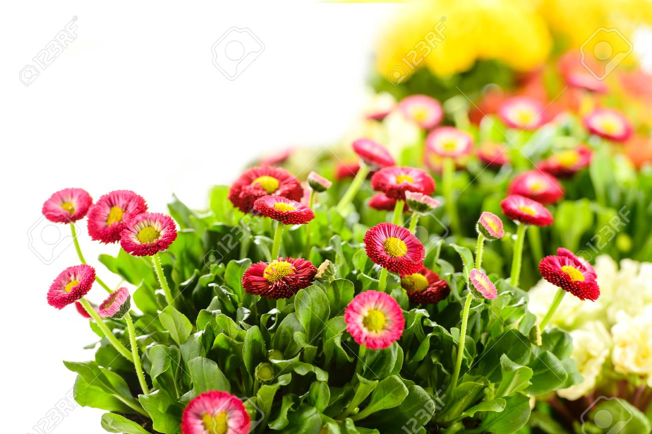 白い背景のベリス鉢植えの植物春の花 の写真素材 画像素材 Image