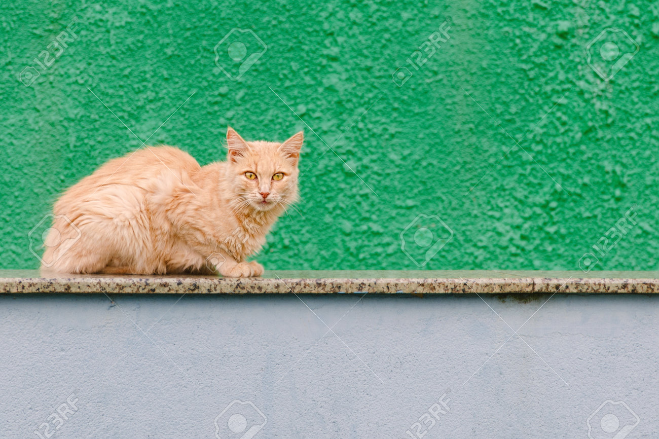 etiam-dictum-ipsum-a-felis