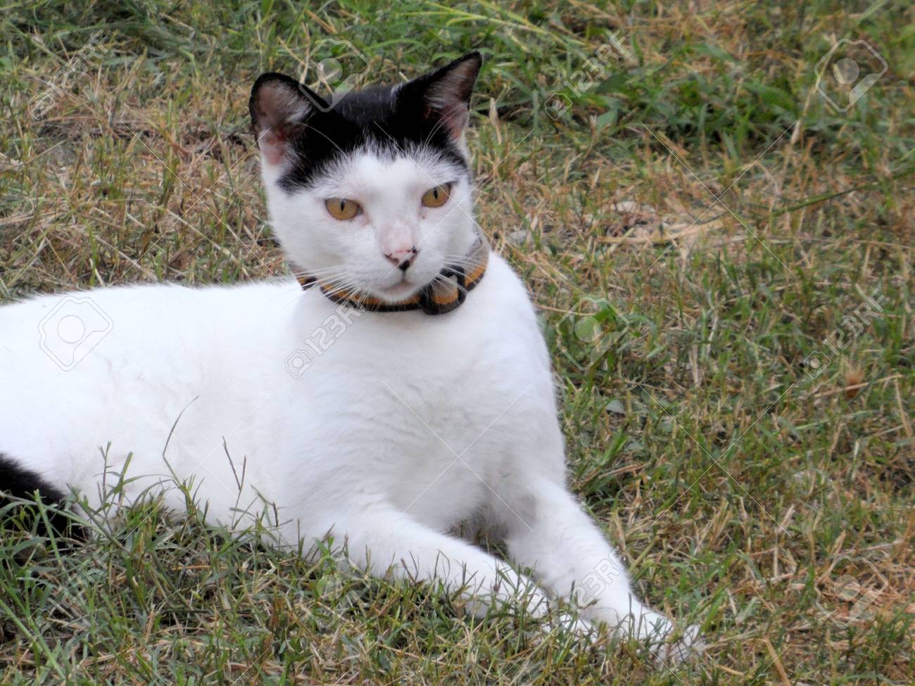 Chat Blanc Avec La Tete Noire Et Les Oreilles Et Les Yeux Jaunes Et Le Collier Assis Dans Le Jardin Banque D Images Et Photos Libres De Droits Image Chat Blanc Avec La Tete Noire Et Les Oreilles Et Les Yeux Jaunes Et Le Collier Assis Dans Le Jardin Banque D Images Et Photos Libres De Droits Image