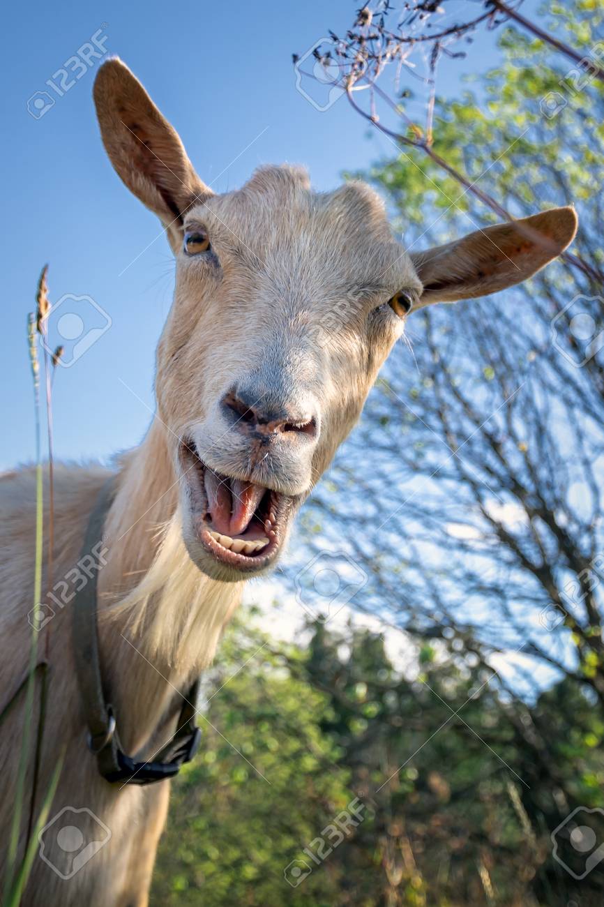 Funny Goat Between Shrubs Laughs And Say Hey Stock Photo Picture And Royalty Free Image Image 108725948