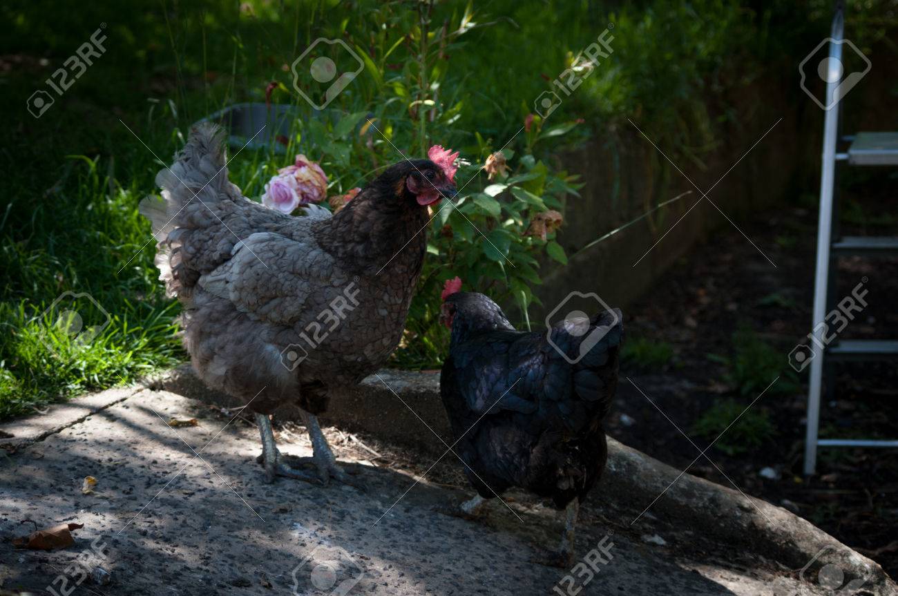 黒い雌鳥とブルー編は庭で一緒に無料します の写真素材 画像素材 Image 黒い雌鳥とブルー編は庭で一緒に無料します の写真素材 画像素材 Image