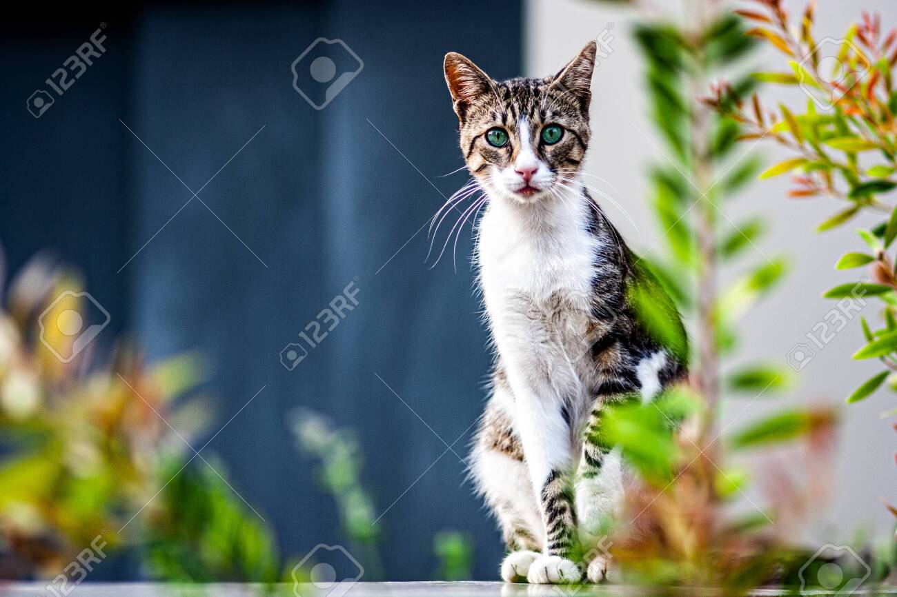 etiam-dictum-ipsum-a-felis