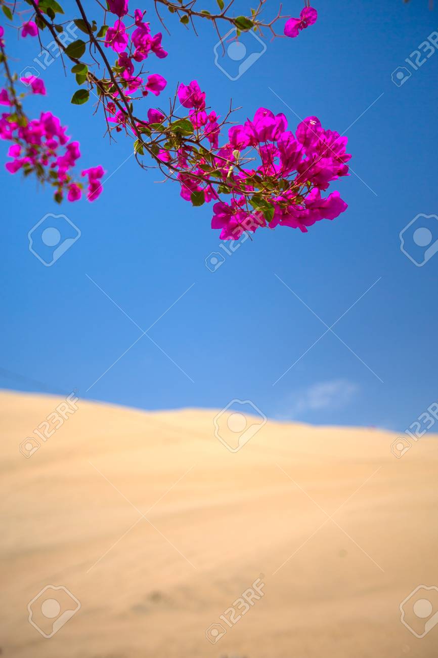 花 砂丘間砂漠の中のオアシスに開花していた の写真素材 画像素材 Image 花 砂丘間砂漠の中のオアシスに開花していた の写真素材 画像素材 Image