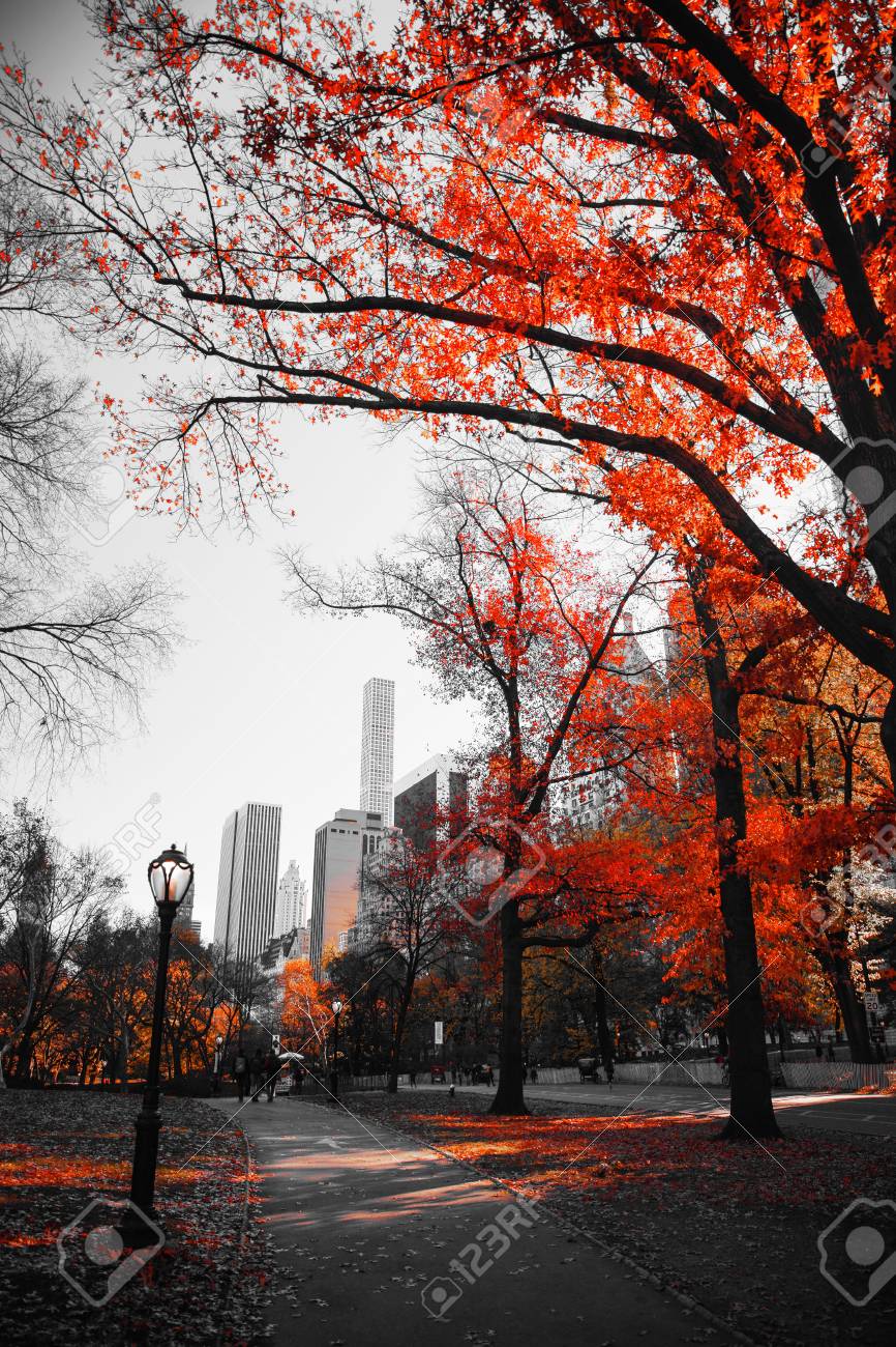 New York City Manhattan Central Park Schwarz Weiss Foto Mit Der Farbe Rot Lizenzfreie Fotos Bilder Und Stock Fotografie Image