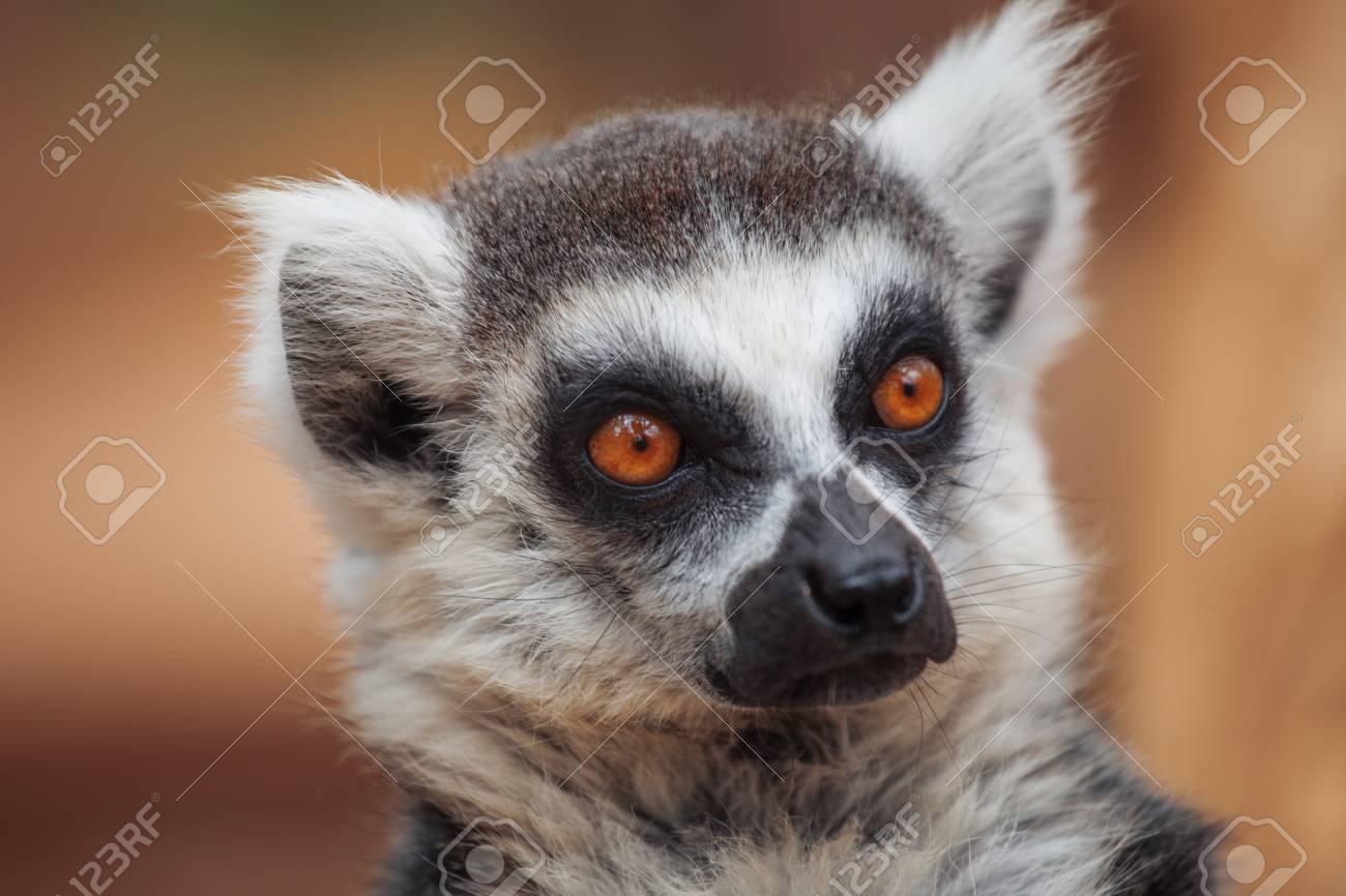 Lemur The Monkey Nosed Primate Lives In Madagascar Stock Photo Picture And Royalty Free Image Image Lemur The Monkey Nosed Primate Lives In Madagascar Stock Photo Picture And Royalty Free Image Image