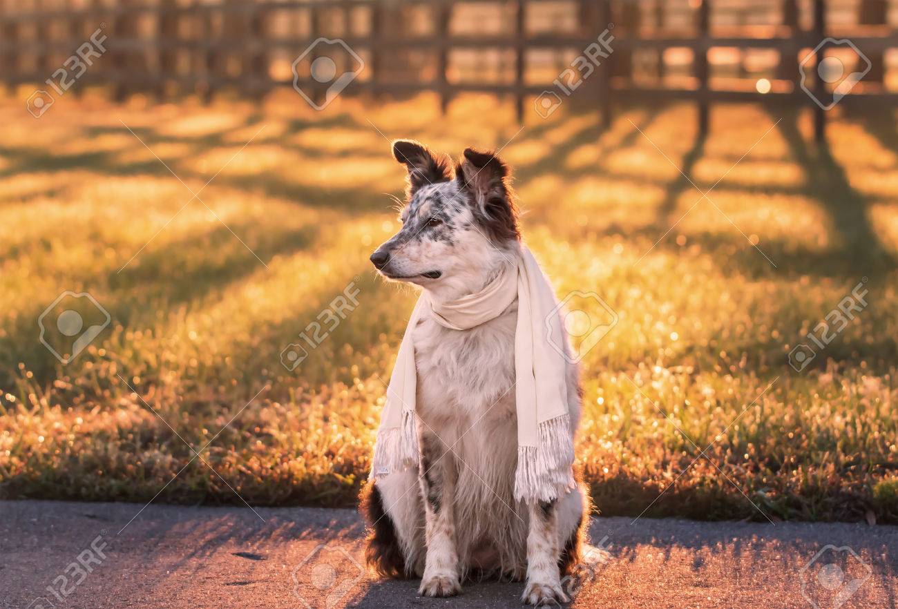 australian shepherd or border collie border collie australian shepherd mix dog sitting down at dawn australian shepherd or border collie border collie australian shepherd mix dog sitting down at dawn