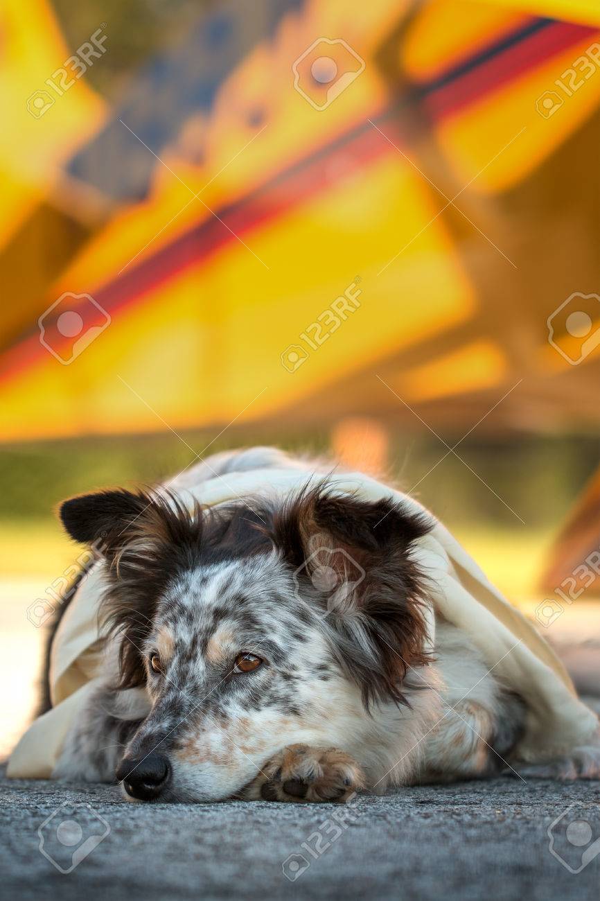 ボーダーコリー オーストラリアン シェパードのミックス犬が聞いて期待警告好奇心冒険見て待っているを探して白い耳半分を警告着て飛行機の前に滑走路のスカーフに横たわって の写真素材 画像素材 Image