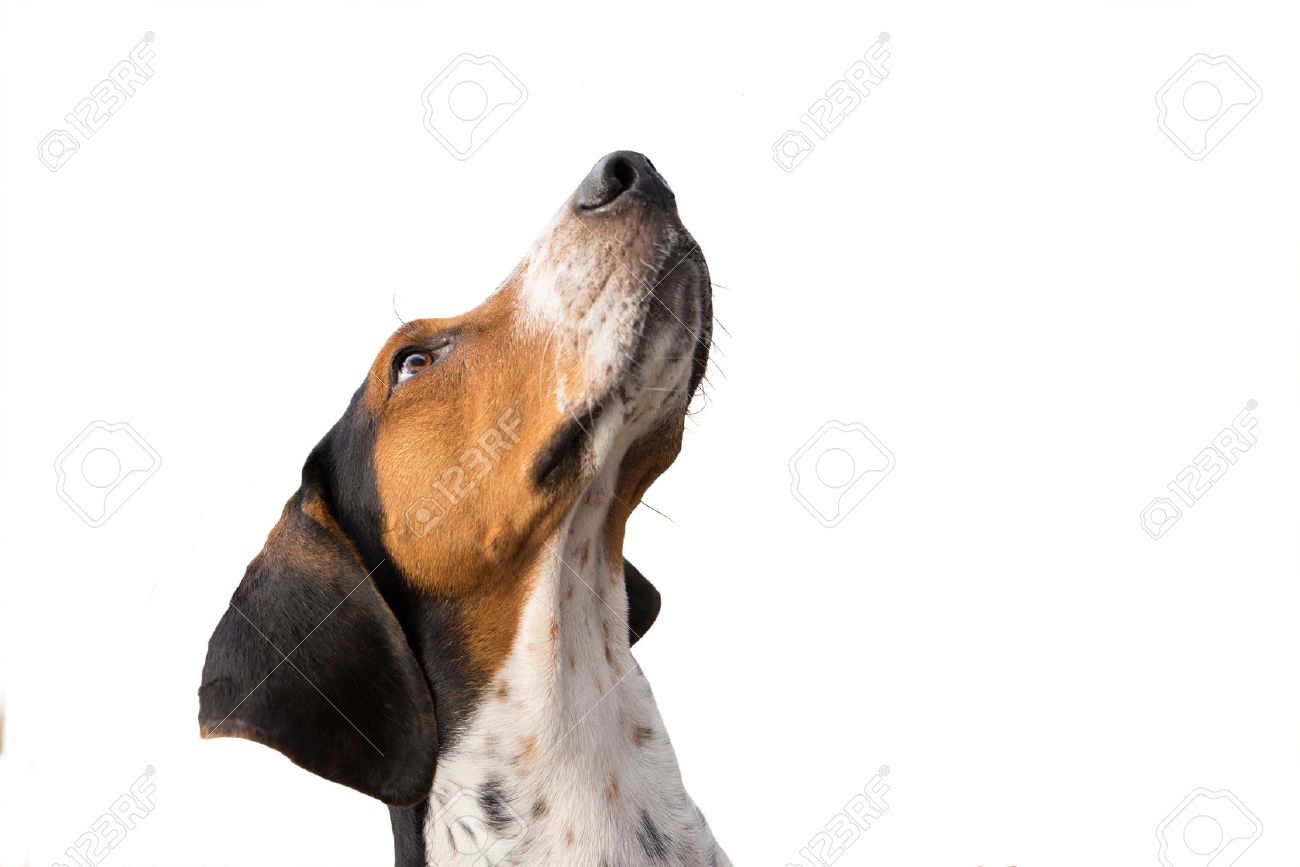 ツリーイング ウォーカー クーンハウンド ハウンド ドッグ期待し待っているを見て素直に座って見つめて物乞いを探して の写真素材 画像素材 Image