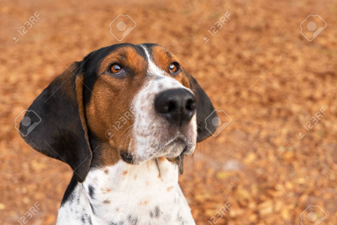 ツリーイング ウォーカー クーンハウンド犬犬探している期待し待っている耳の前方を素直に座ってじっと見て懇願するような の写真素材 画像素材 Image ツリーイング ウォーカー クーンハウンド犬犬探している期待し待っている耳の前方を素直に座ってじっと見て懇願するような の写真素材 画像素材 Image