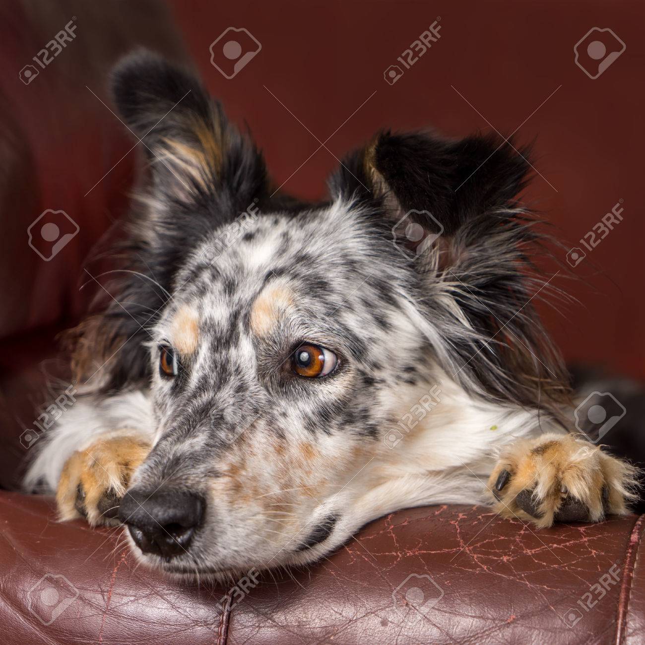 australian shepherd and border collie border collie australian shepherd dog on brown leather couch australian shepherd and border collie border collie australian shepherd dog on brown leather couch
