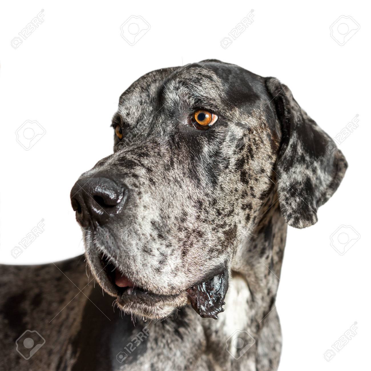 gray merle great dane