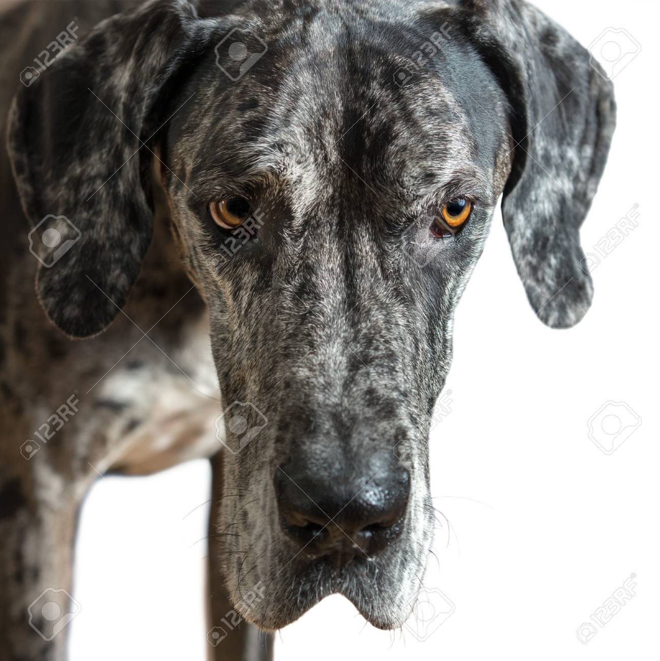 white harlequin great dane