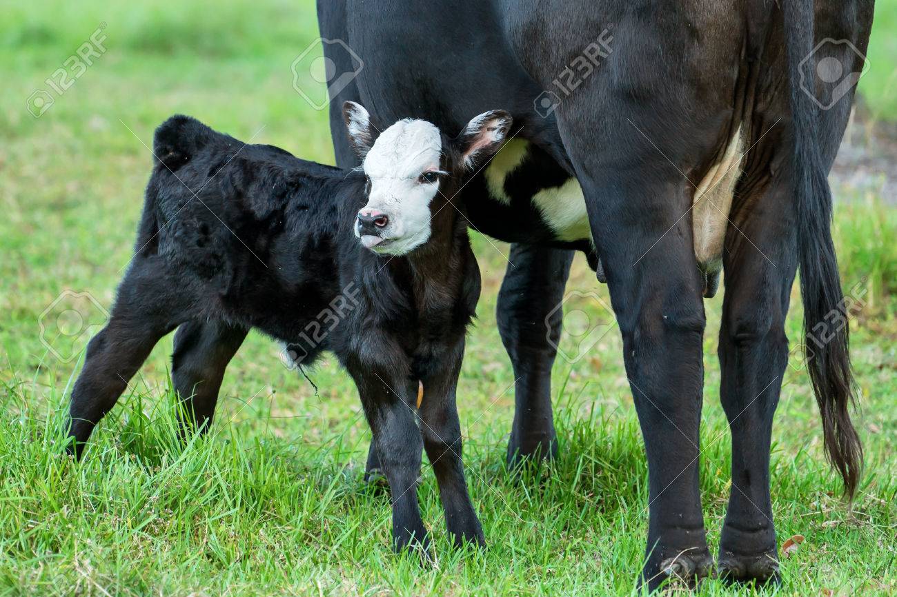 Veau Ou Le Bebe Taureau Angus Noir Avec Le Visage Blanc Et La Langue Sortie Debout A Cote De La Mere Vache Prete A L Infirmiere En Campagne Champ Rural Paturage Exterieur Naturel