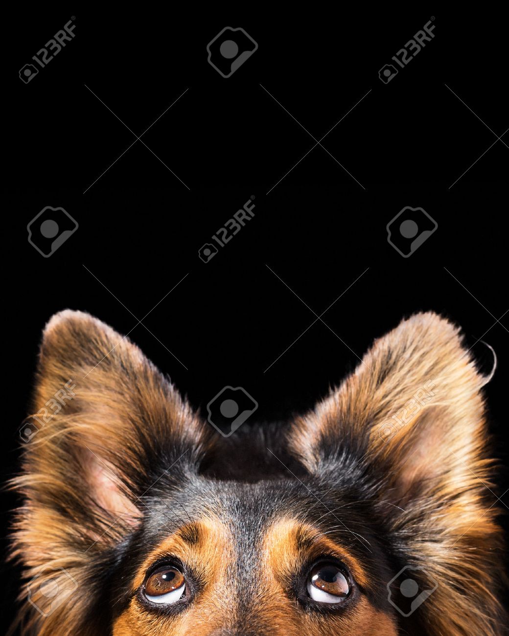 Close up of Black and brown mix breed dog or canine face looking up with big eyes and perky ears while curious interested adorable cute watching patient wanting hungry focused begging wishing hoping - 62441149 Close up of Black and brown mix breed dog or canine face looking up with big eyes and perky ears while curious interested adorable cute watching patient wanting hungry focused begging wishing hoping - 62441149