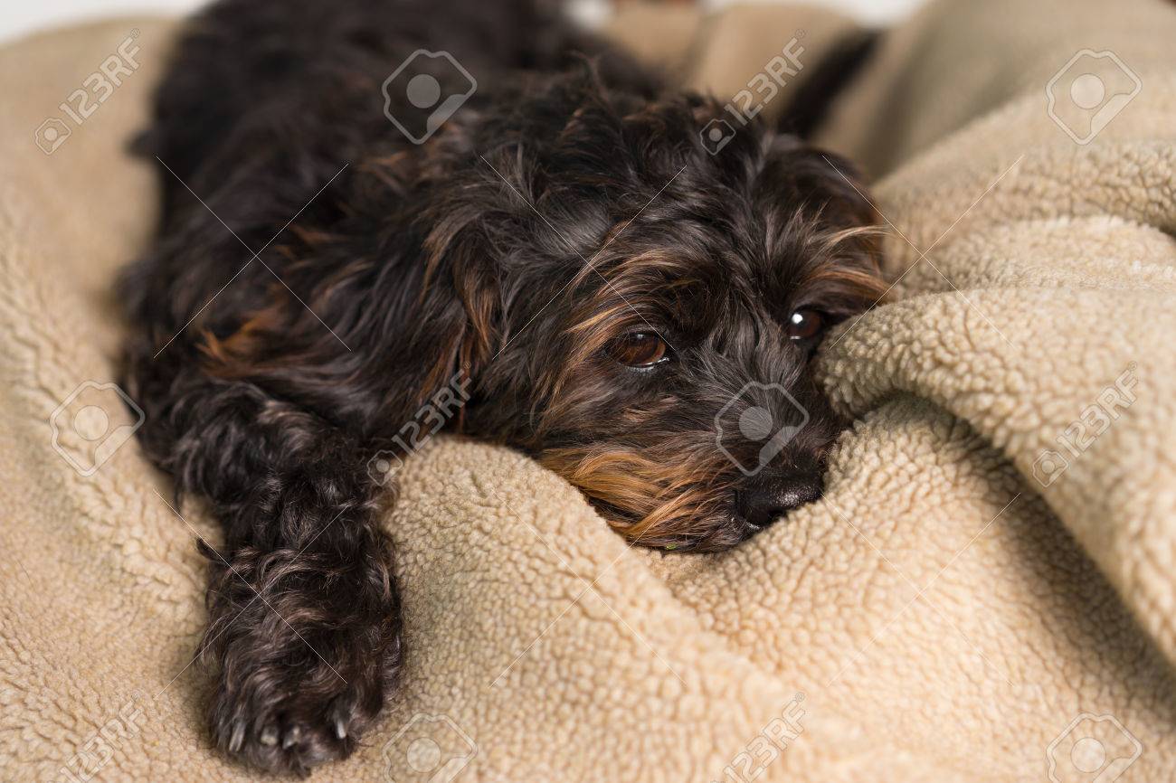 Petit Noir Shih Tzu Mélange Chien De Race Chien Couché Sur Un Lit De Couverture Doux Tout En Incertain Seul Malade Ennuyé Seul Déprimé Malade épuisé