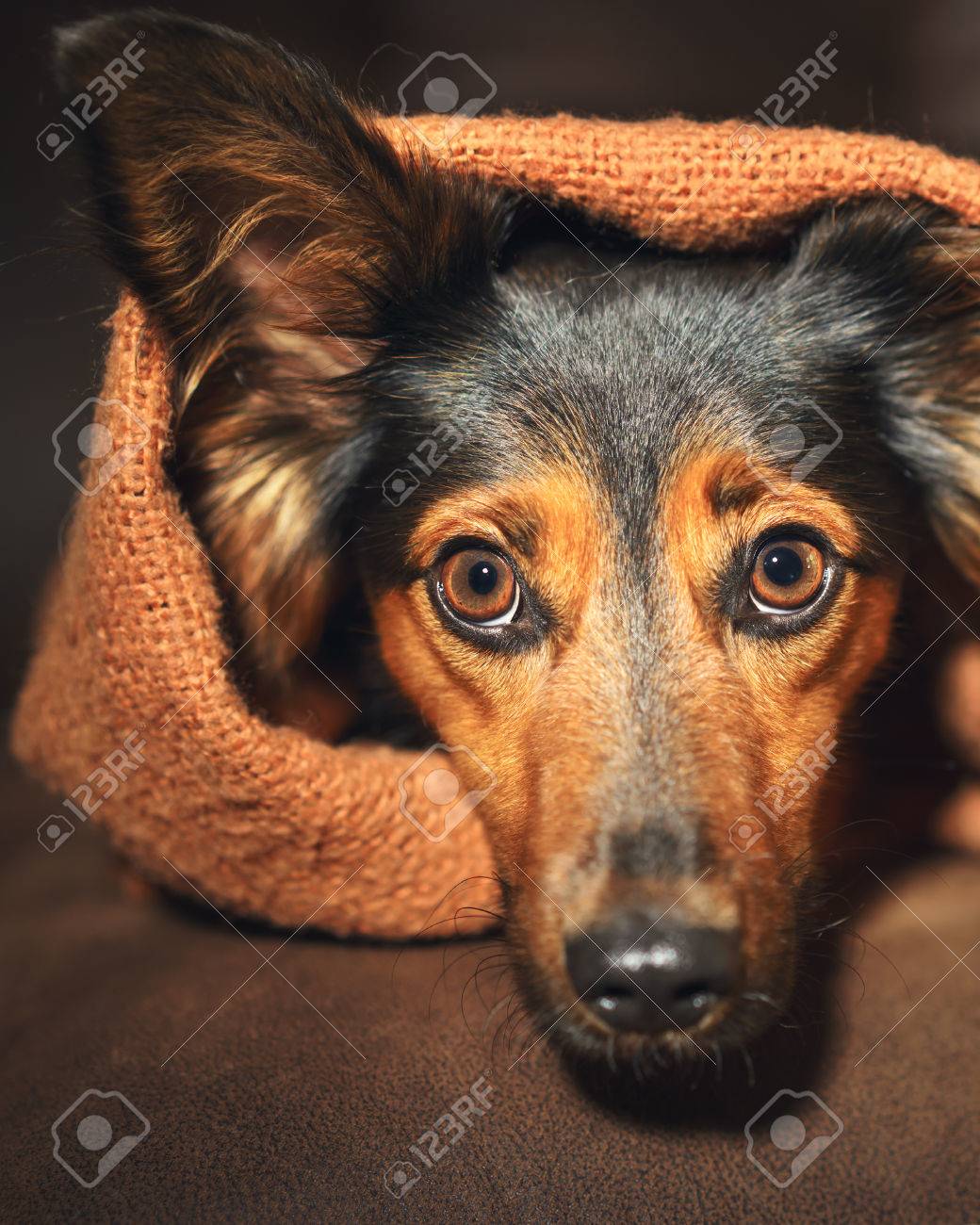 怖がってソファの上のオレンジ色の毛布の下に隠れて小さな黒と茶色犬 1 つの耳が隠れるアラート怖がって恐れて目を見開いた不確かな不安不安苦しめられた神経緊張を心配してください の写真素材 画像素材 Image