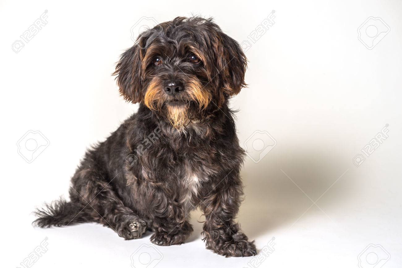 scottie poodle mix