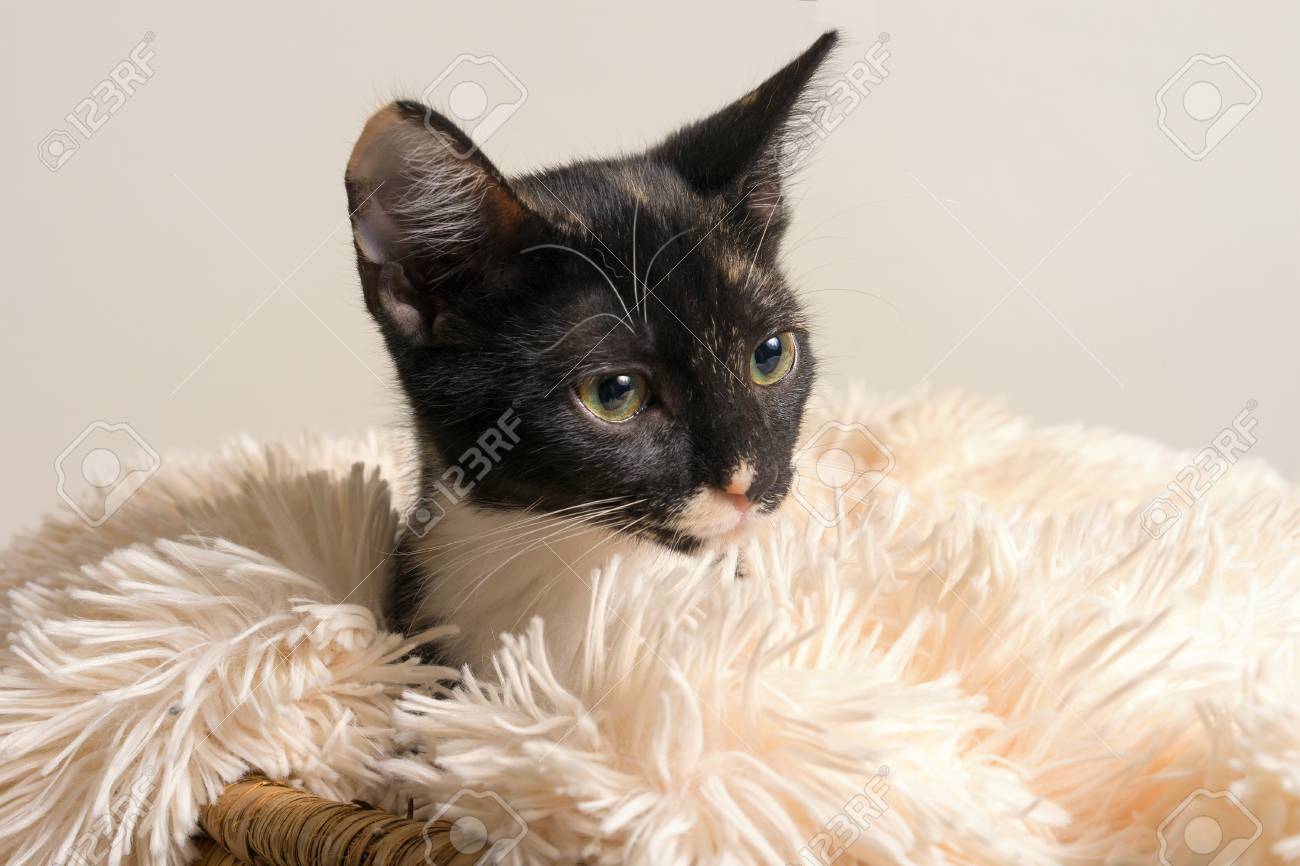 Young Domestic Shorthair Calico Kitten Cat Lying Down In Soft
