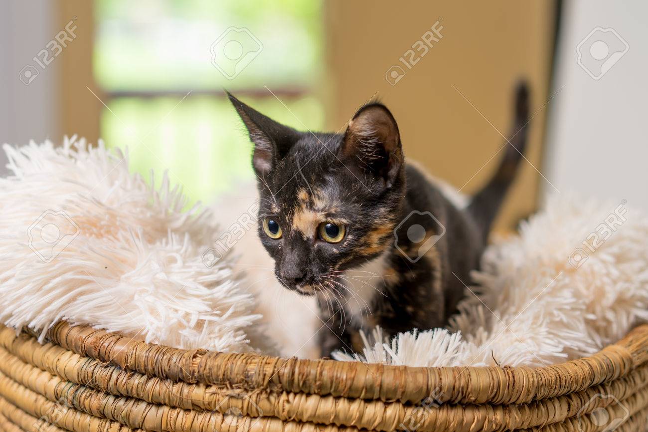 Young Domestic Shorthair Calico Kitten Cat Feline In Basket With