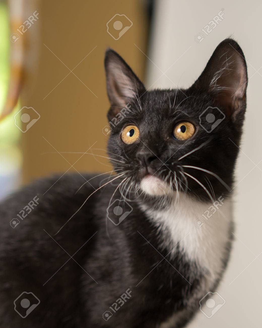 Jeune Noir Et Blanc Domestique Court Poil Moyen Chaton Chat Felin Avec Yeux Jaunes Regardant Regarder Attente Concentre Pret Banque D Images Et Photos Libres De Droits Image