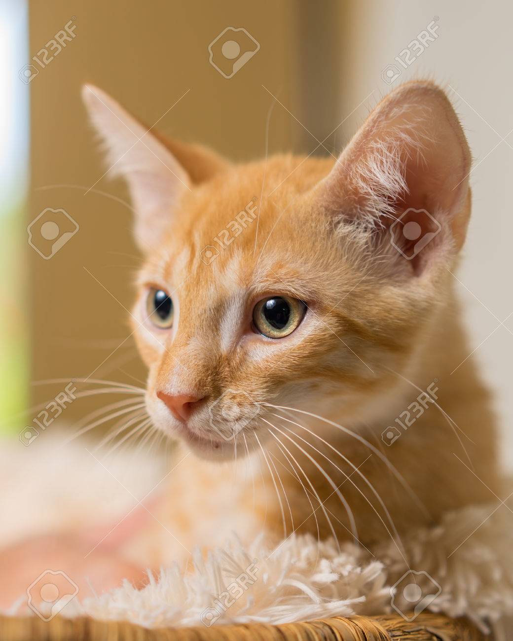 anti itch for puppies