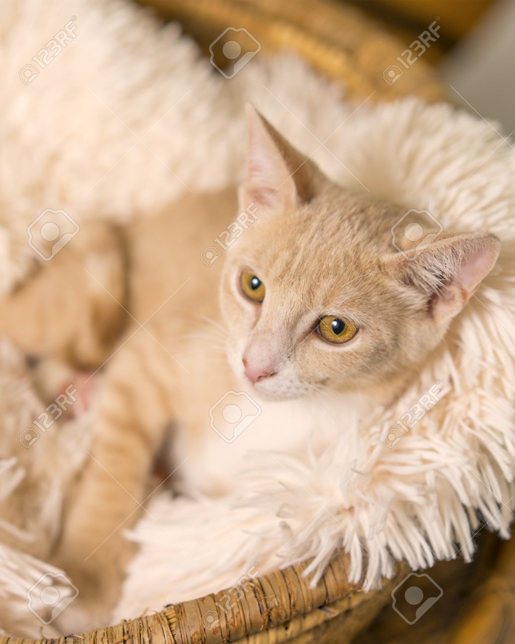 white and tan kitten