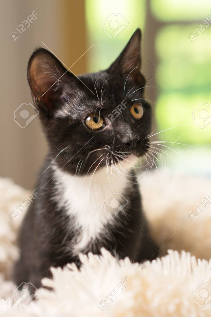 Jeune Noir Et Blanc Domestique Court Moyen Cheveux Chaton Chat Félin Jaune Yeux Assis Blanc Couverture Regarder Regarder Regarder