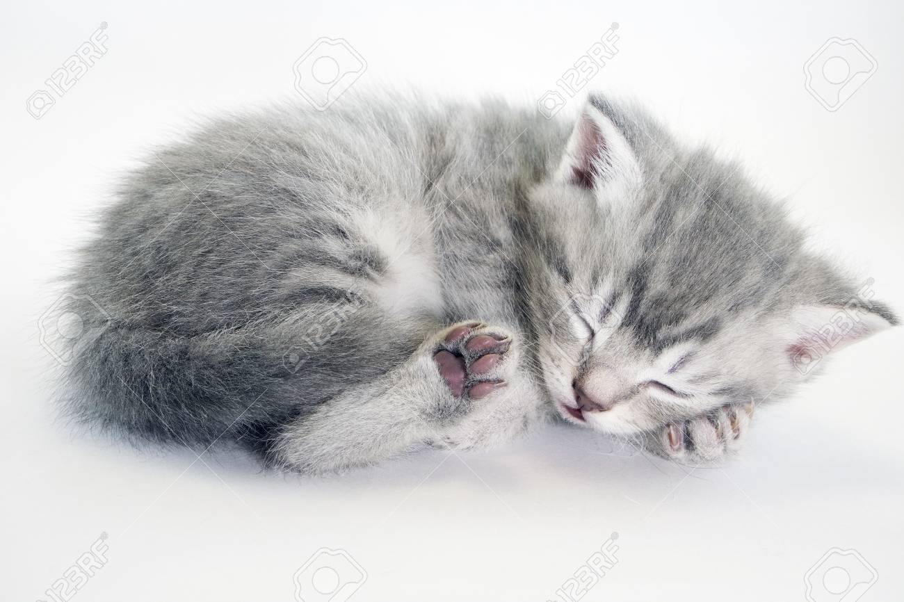 grey tabby kitten