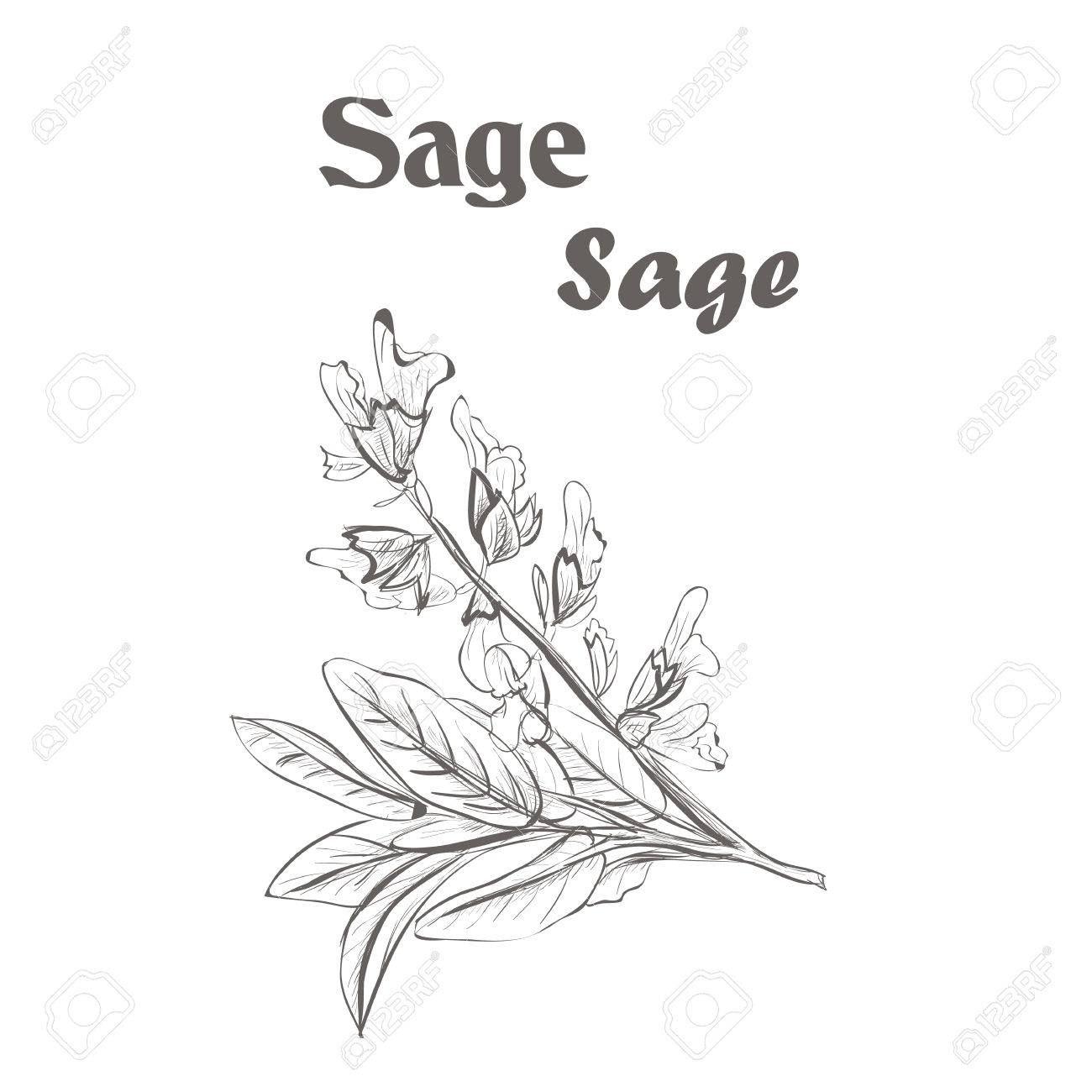 Sage Herb Spice Sketch Drawing Of A Sage Royalty Free Cliparts Vectors And Stock Illustration Image 67965051 Thank you so much for drawing sage! sage herb spice sketch drawing of a sage