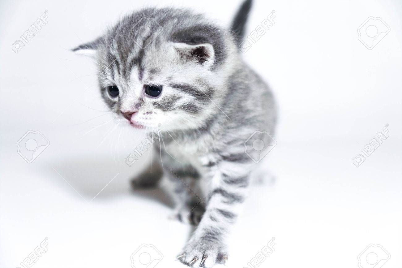 悲しい子猫かわいい赤ちゃん灰色英国美しい子猫 の写真素材 画像素材 Image