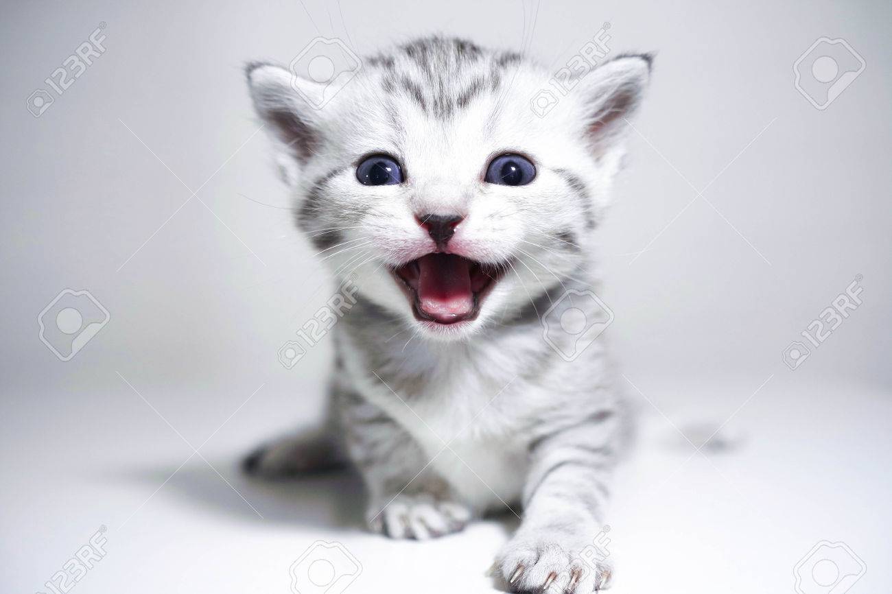 子猫猫の鳴き声は 純血種の子猫を叫ぶ 赤ちゃん子猫 の写真素材 画像素材 Image