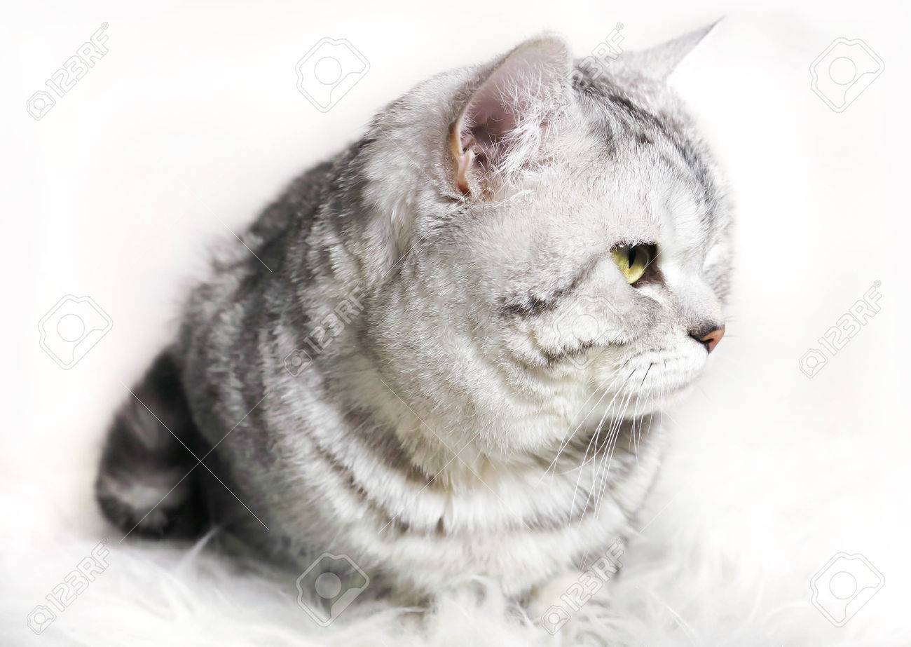 Cat Chinchilla Striped Tabby Profile Portrait Of A Cat With