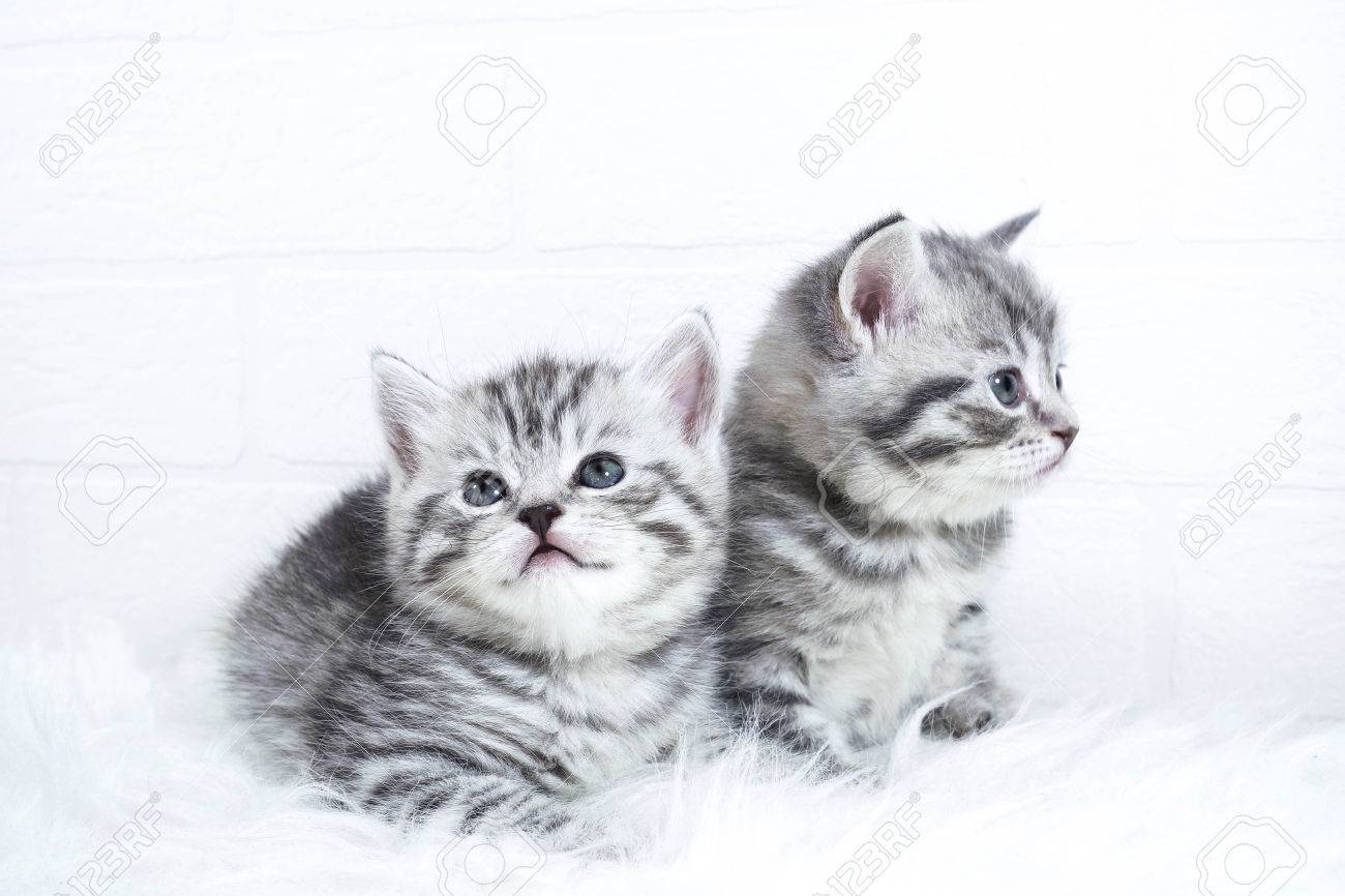 custom dog boxes for trucks