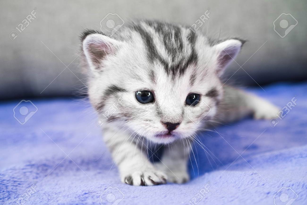 El Gatito Se Cuela Un Pequeno Bebe Bonito Lindo Gatito Fotos Retratos Imagenes Y Fotografia De Archivo Libres De Derecho Image