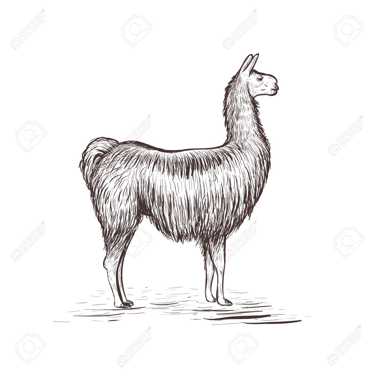 lama sketch vector illustration