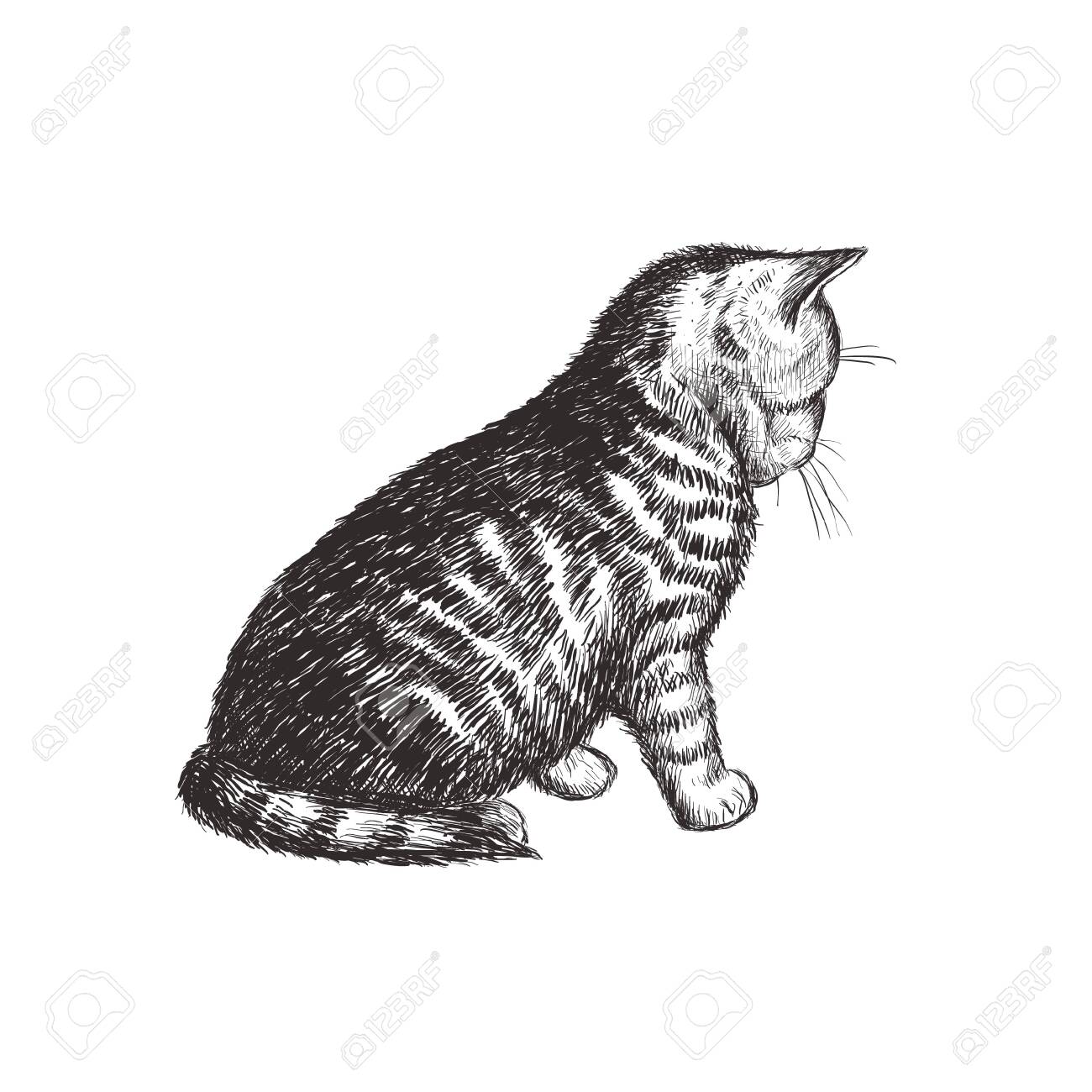 The Kitten Is Sitting. Cat Sketch Hand Drawing. Kitty Vector Illustration  Royalty Free SVG, Cliparts, Vectors, And Stock Illustration. Image  123586868.