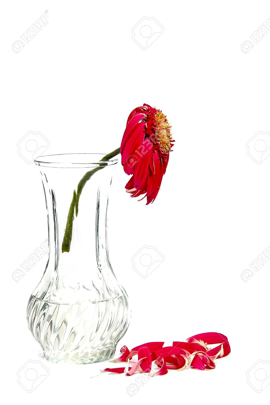Fleur Fanée Dans Un Vase Sur Un Fond Blanc