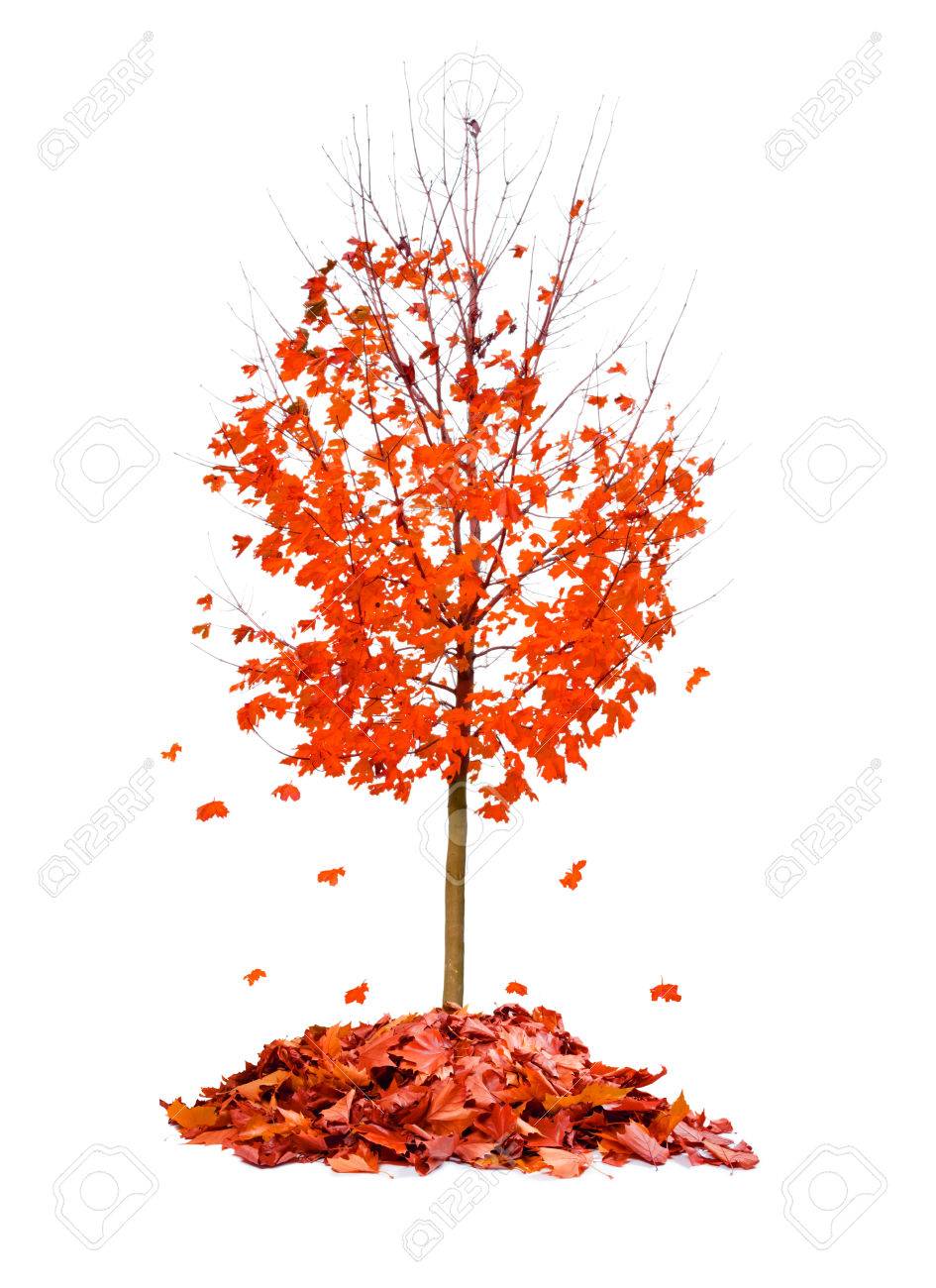 Photo Of Tree With Red Leaves Falling Down Isolated On White Stock Photo Picture And Royalty Free Image Image