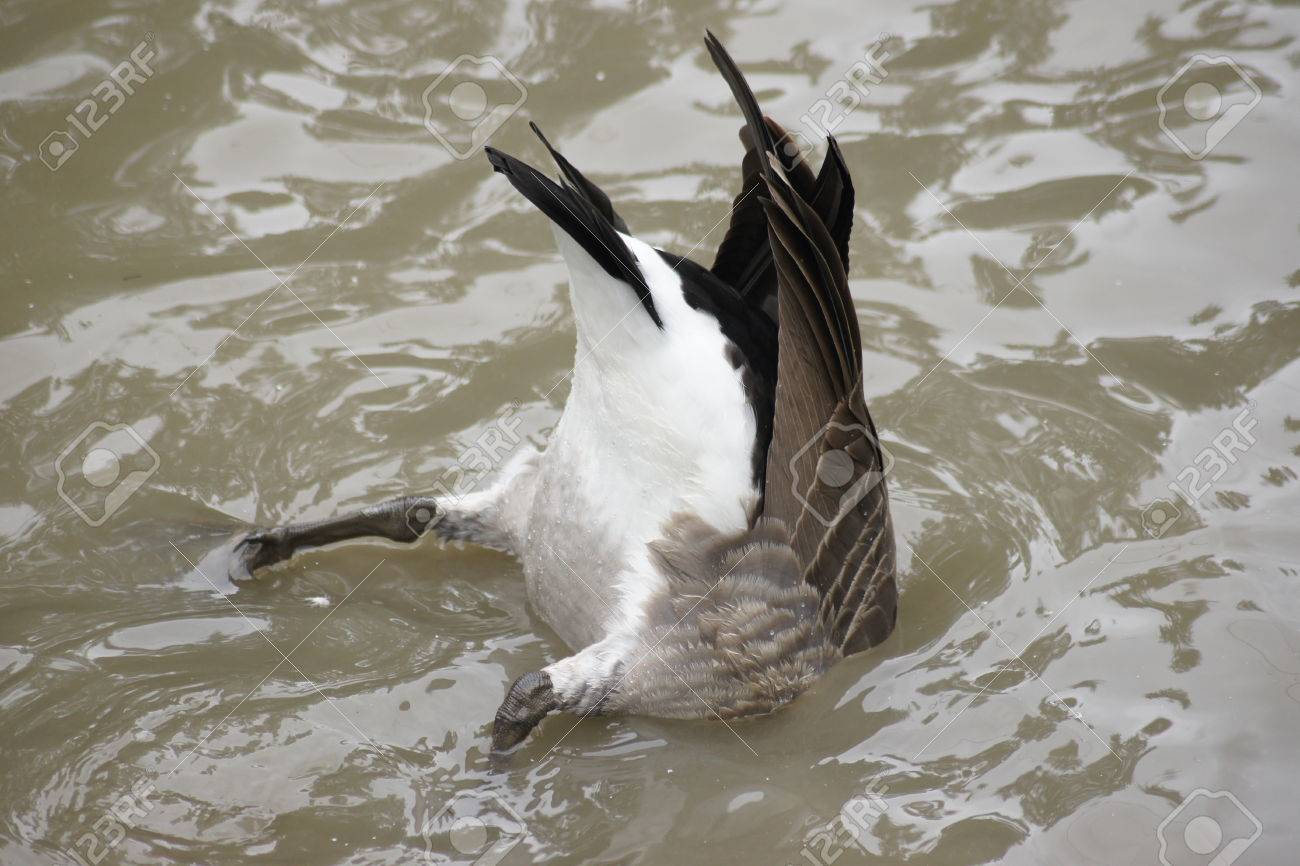 recherche canada goose recherche canada goose